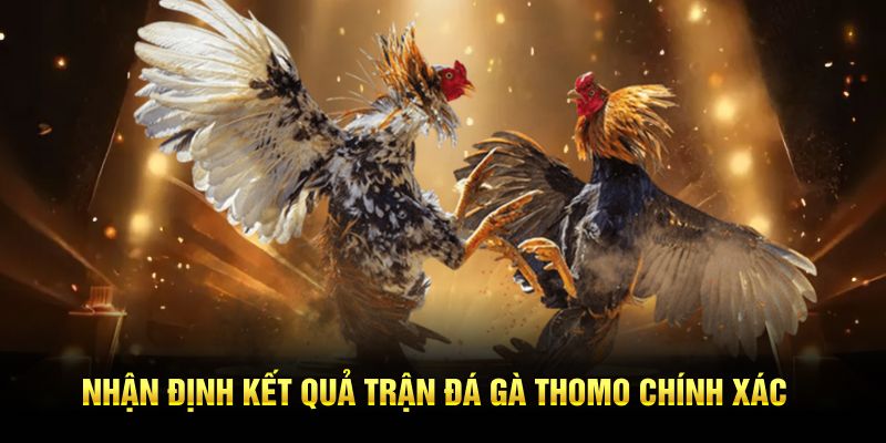 Nhận định kết quả trận đá gà Thomo chính xác 